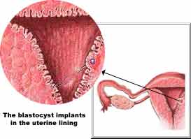  Uterus 