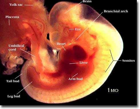 A one month old human embryo not yet bearing any human feature