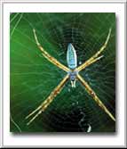 SPIDER’S WEB / HOME IS FRAGILE