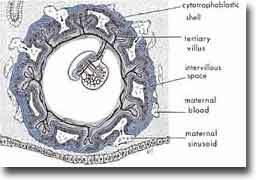 The suspension of an embryo during the 'alaqah stage in the uterus